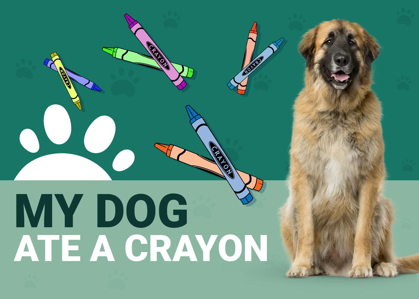 My Dog Ate a Crayon Should I Be Worried? (Vet Answer) Dogster