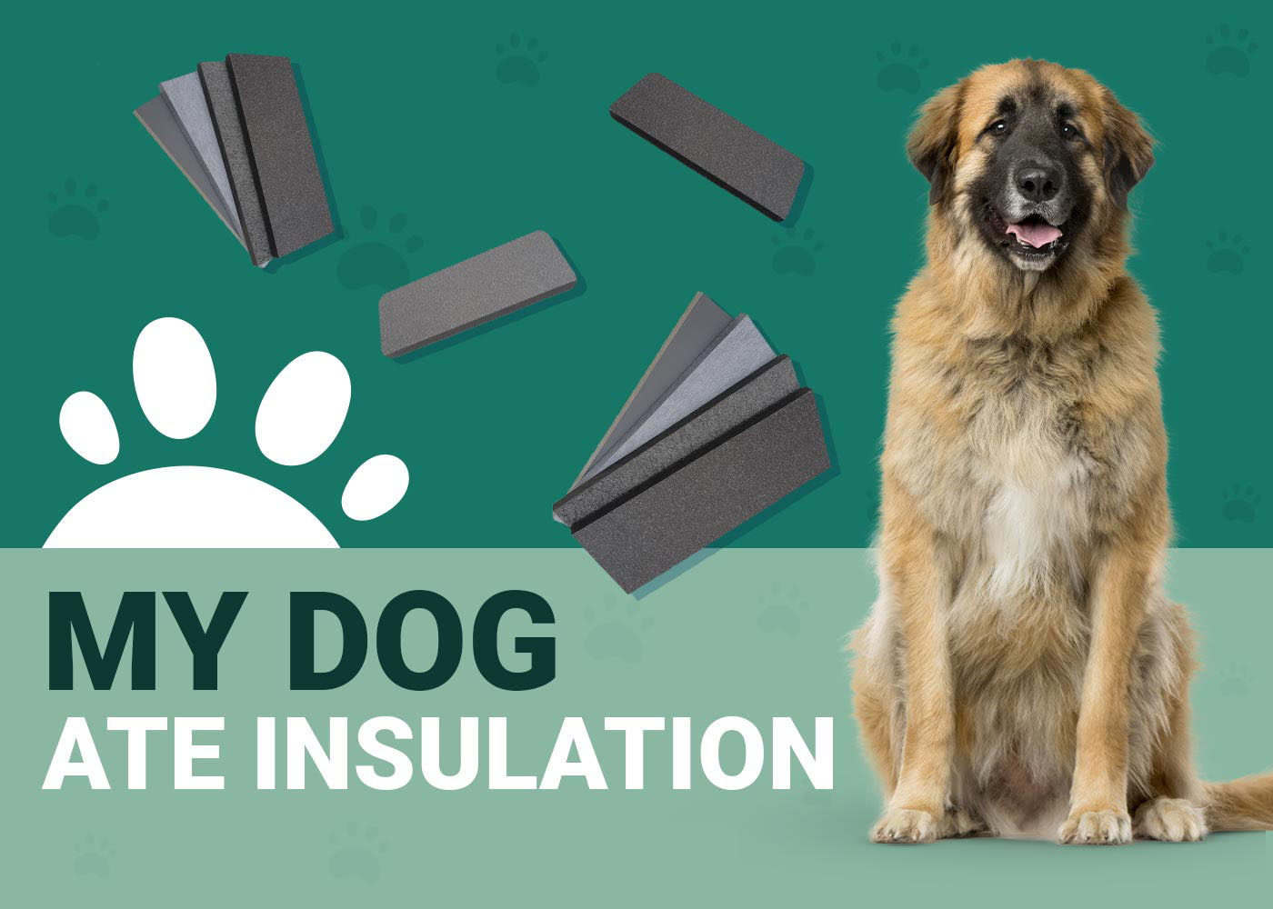 My Dog Ate Insulation Our Vet Explains What to Do Dogster