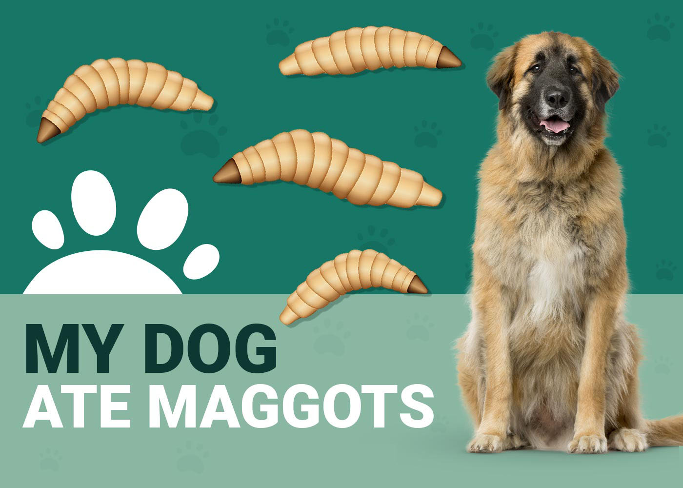 My Dog Ate Maggots Should I Be Worried? (Vet Answer) Dogster