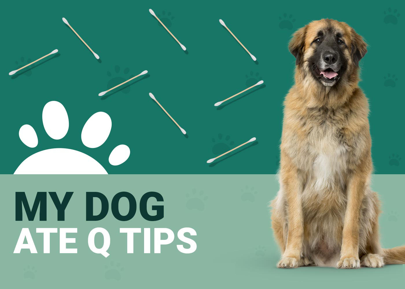 My Dog Ate Q Tips Should I Be Worried? (Vet Answer) Dogster