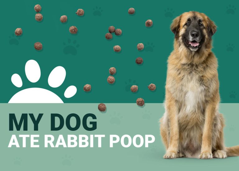 My Dog Ate Rabbit Poop! Should I Be Worried? (Our Vet Answers) Dogster