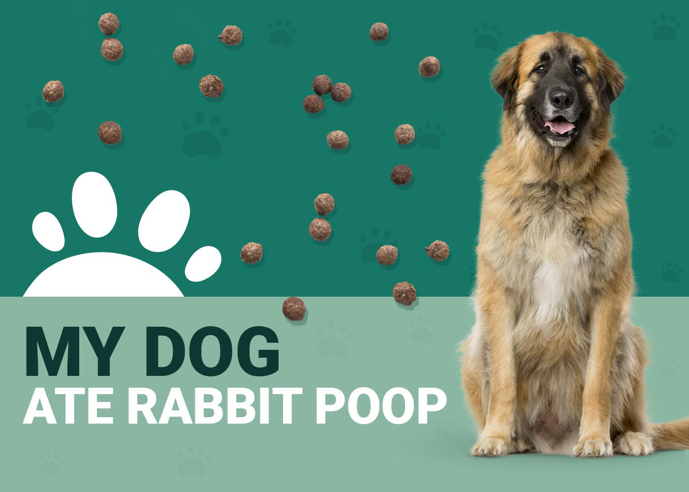 My Dog Ate Rabbit Poop! Should I Be Worried? (Our Vet Answers) Dogster