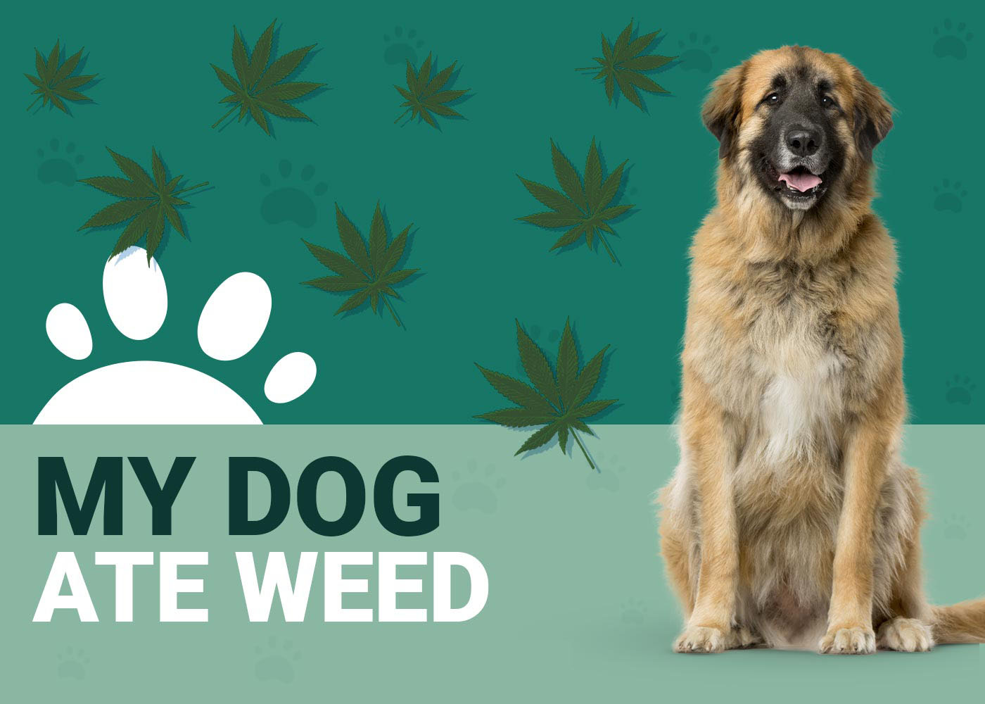 My Dog Ate Marijuana, What Should I Do? VetVerified Facts