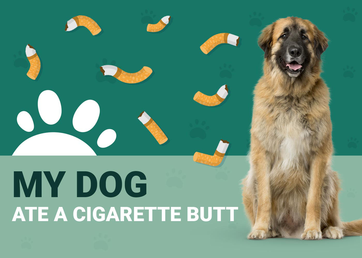 My Dog Ate a Cigarette Butt Should I Be Worried? Our Vet Answers Dogster