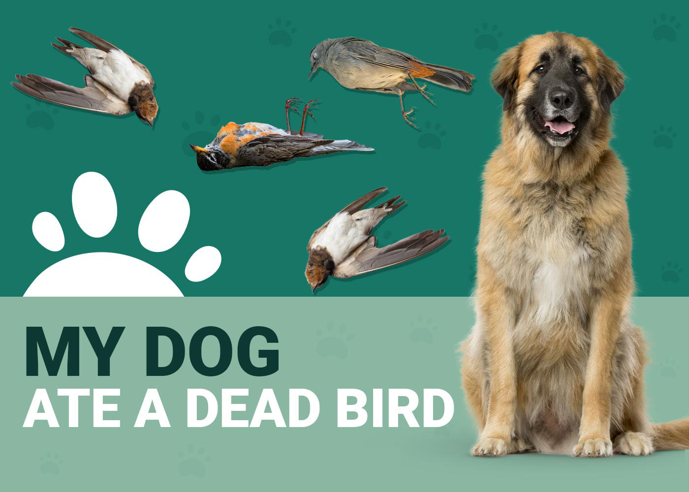 My Dog Ate a Dead Bird Should I Be Worried? Our Vet Answers Dogster