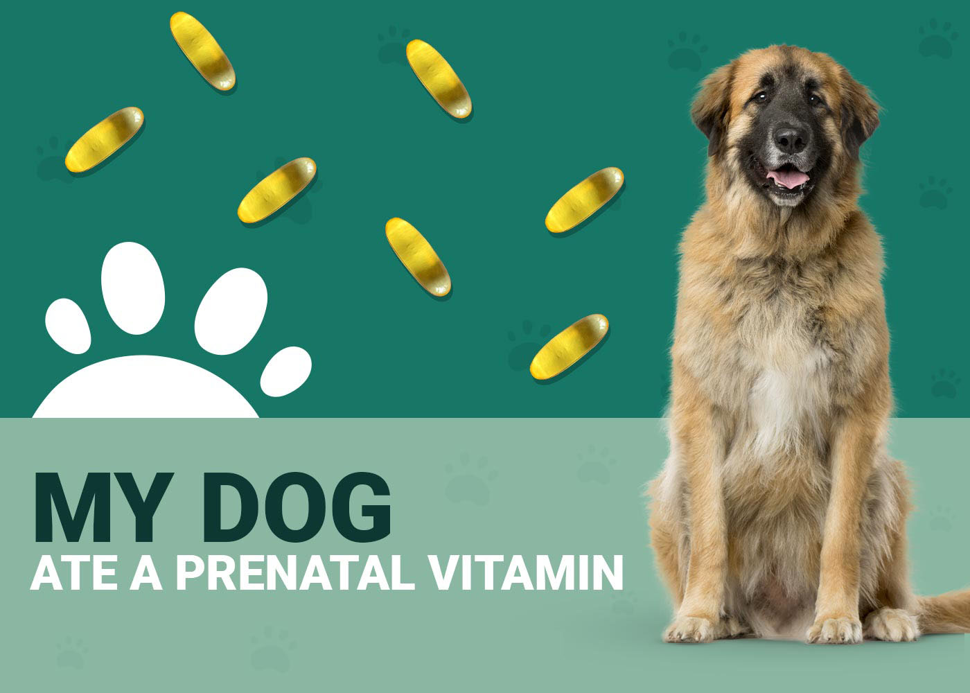 My Dog Ate a Prenatal Vitamin! Should I Be Worried? Vet Approved Facts