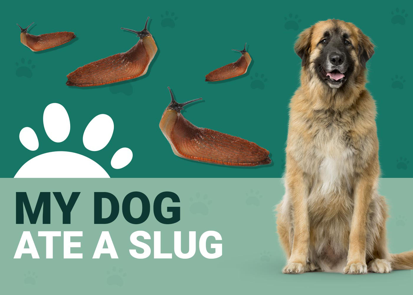 My Dog Ate a Slug Should I Be Worried? (Vet Answer) Dogster