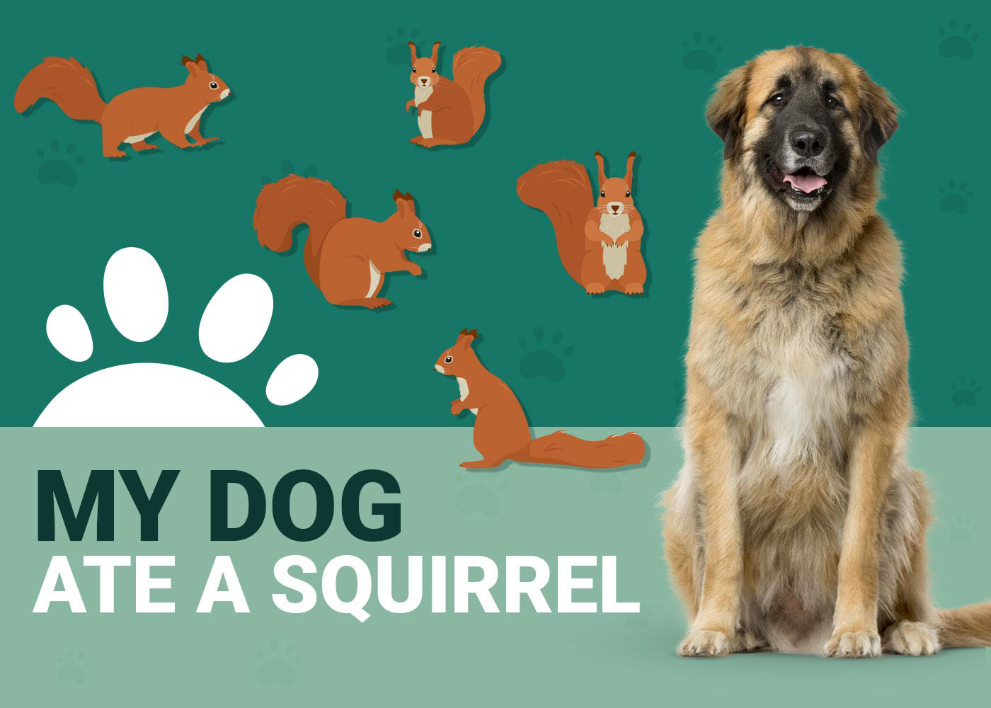 My Dog Ate a Squirrel Should I Be Worried? Our Vet Explains Dogster
