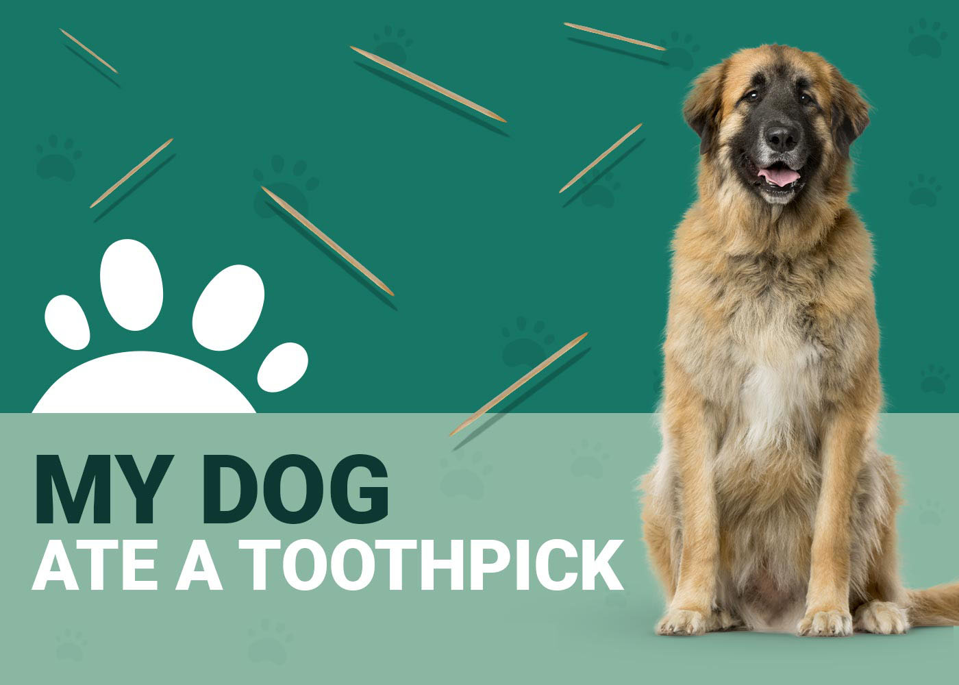 My Dog Ate a Toothpick Should I Be Worried? Our Vet Answers Dogster