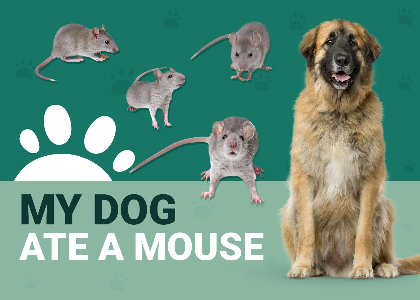 My Dog Ate a Mouse, What Should I Do? Vet Approved Advice Dogster