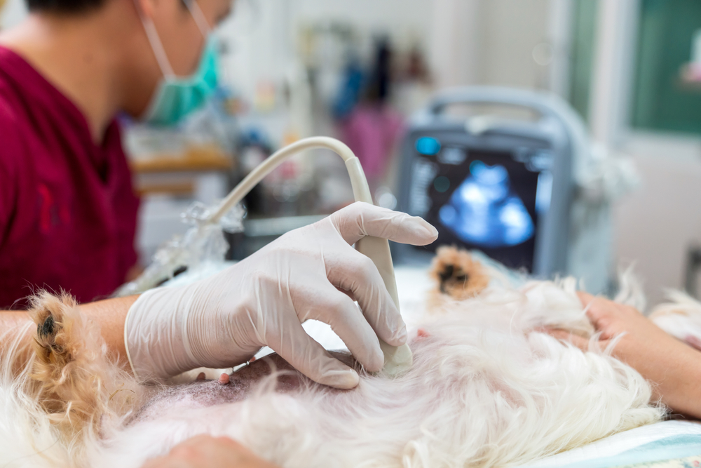 Vet-performing-ultrasound-procedure-on-dog
