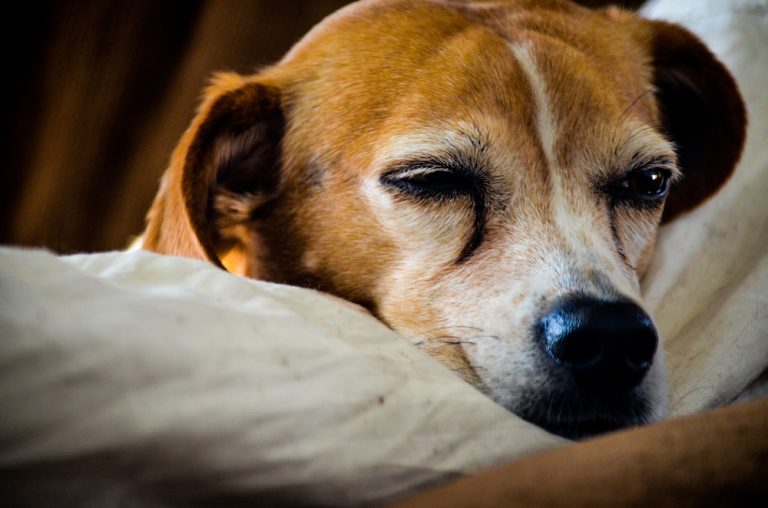 can-dogs-sleep-with-their-eyes-open-vet-verified-facts-info-dogster