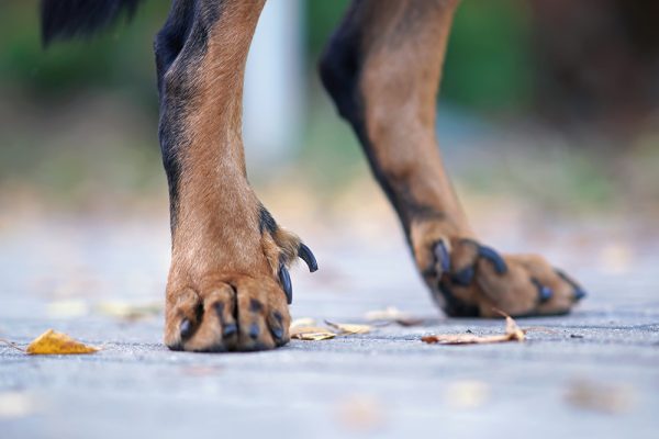 Beauceron dog with Double dewclaws