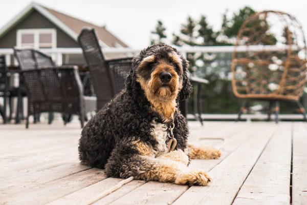 black and tan Aussiedoodle dog laying on the deck