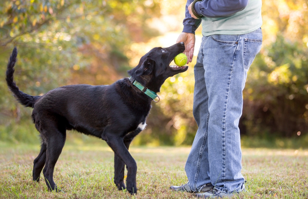 black dog giving the ball to the owner
