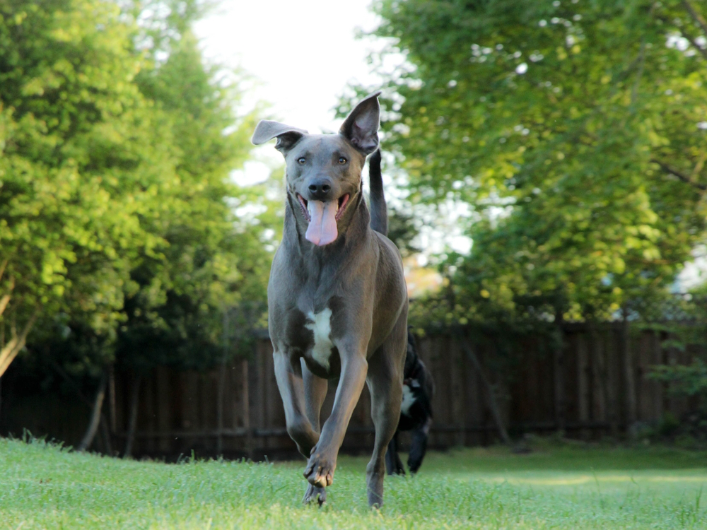 blue-lacy-dog-running-in-the-park