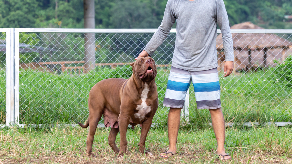 brown and white pit bull in a dog breeding farm