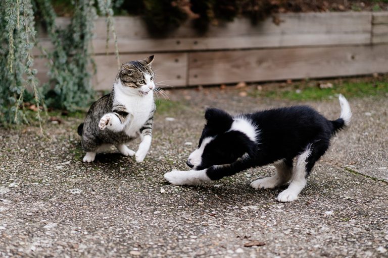 My Cat Is Bullying My Dog 9 VetApproved Tips to Stop Them Dogster