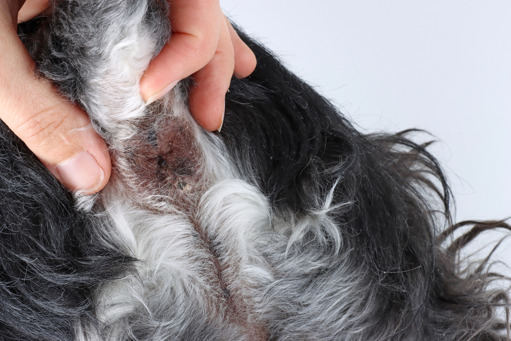 Anal Gland Cancer (Anal Sac Adenocarcinoma) in Dogs Our Vet Explains Signs & Prognosis Dogster
