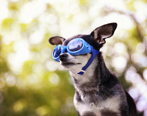 cute chihuahua wearing goggles
