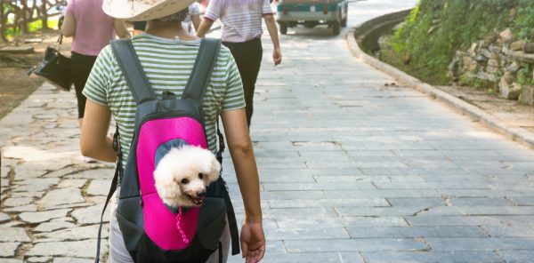 cute dog peeking from pet backpack