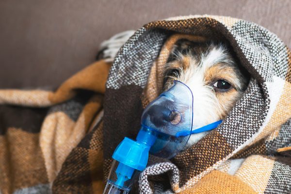 dog in an oxygen mask