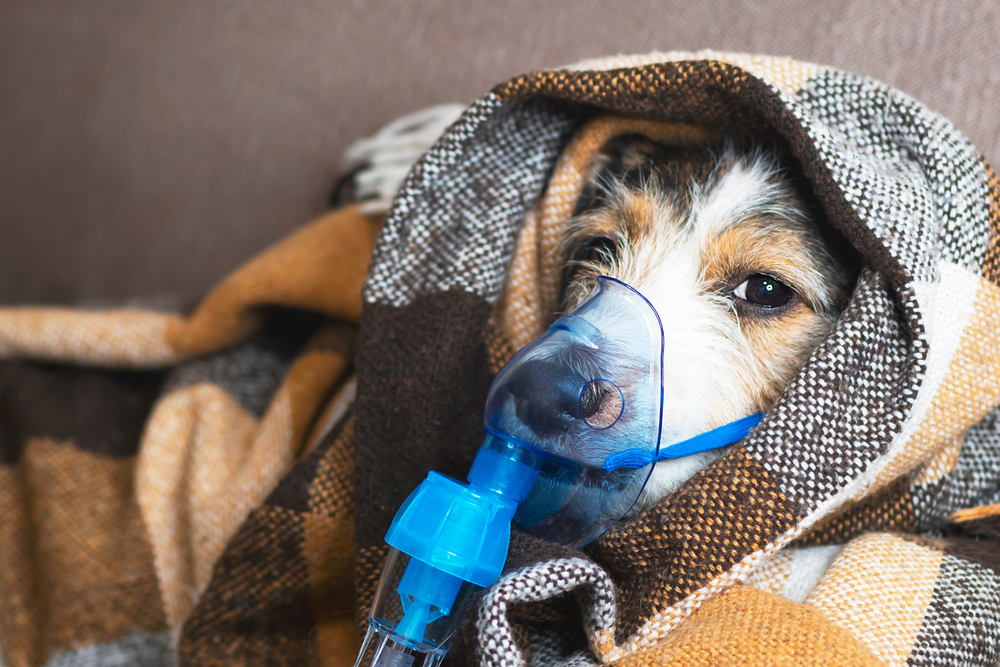 dog in an oxygen mask