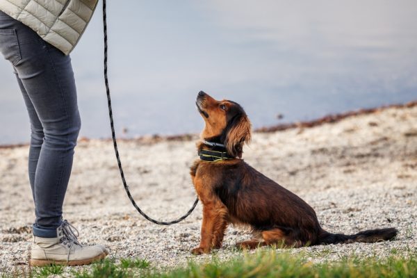 dog in obedience training