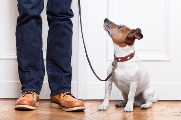 dog on a leash looking up to the owner