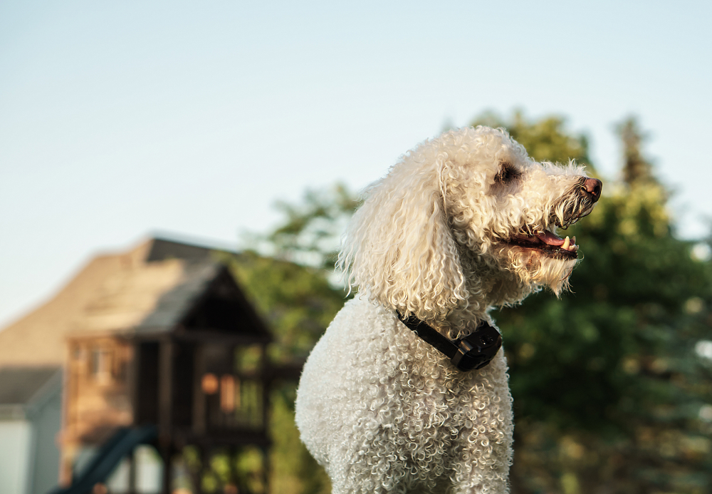 dog wearing shock or bark collar