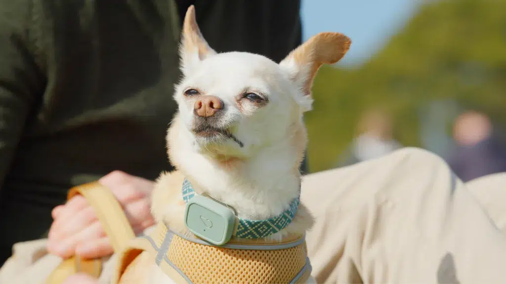 dog with Whistle Dog Tracker