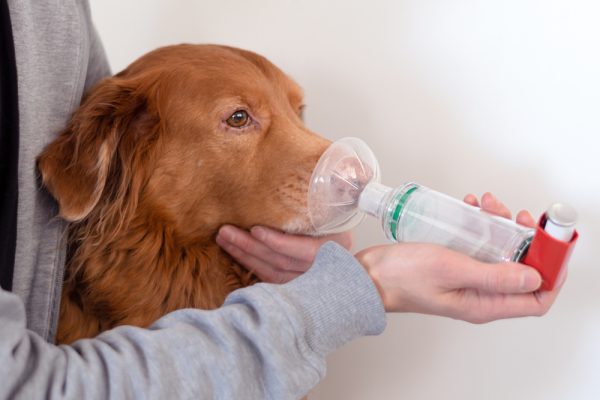 dog with asthma treated with inhaler