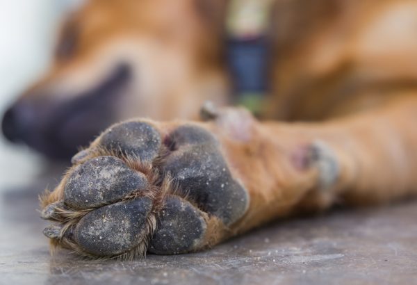 dog's dirty feet and legs