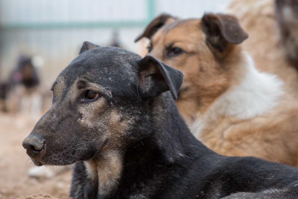 dogs in a shelter