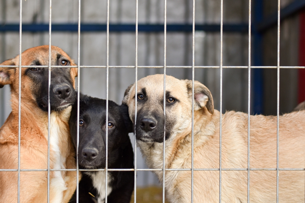 dogs in the shelter