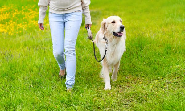 female walking her golden retriever dog on the grass