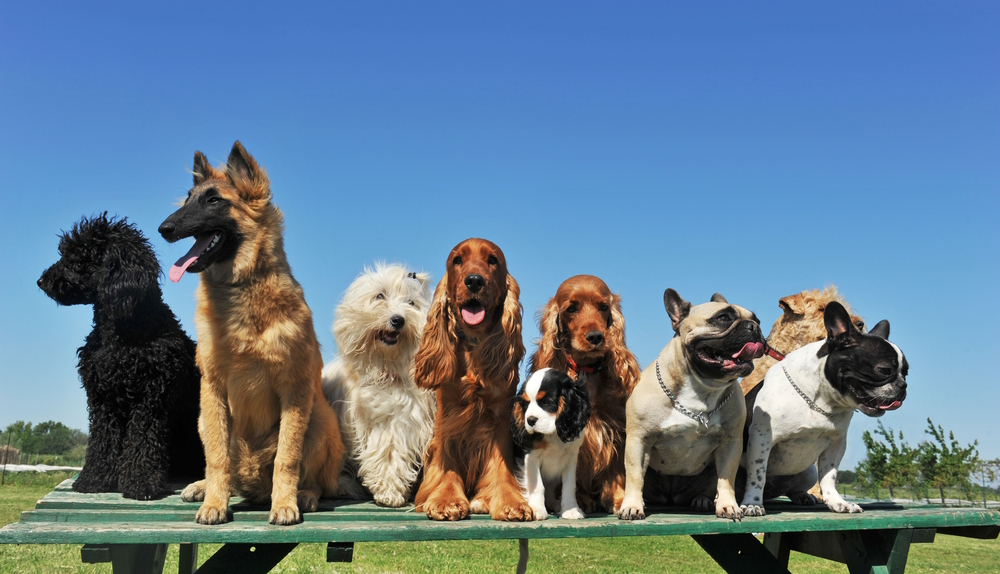 group-of-dogs-on-wooden-table