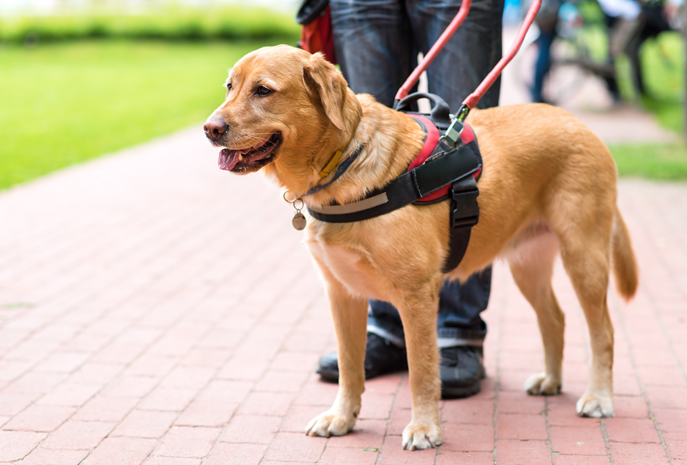 guide dog with owner in the city