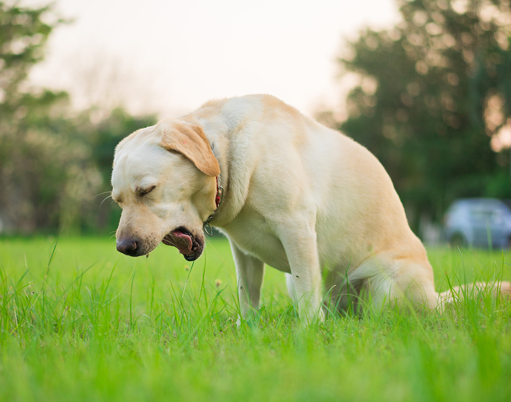Labrador Retriever dog retching