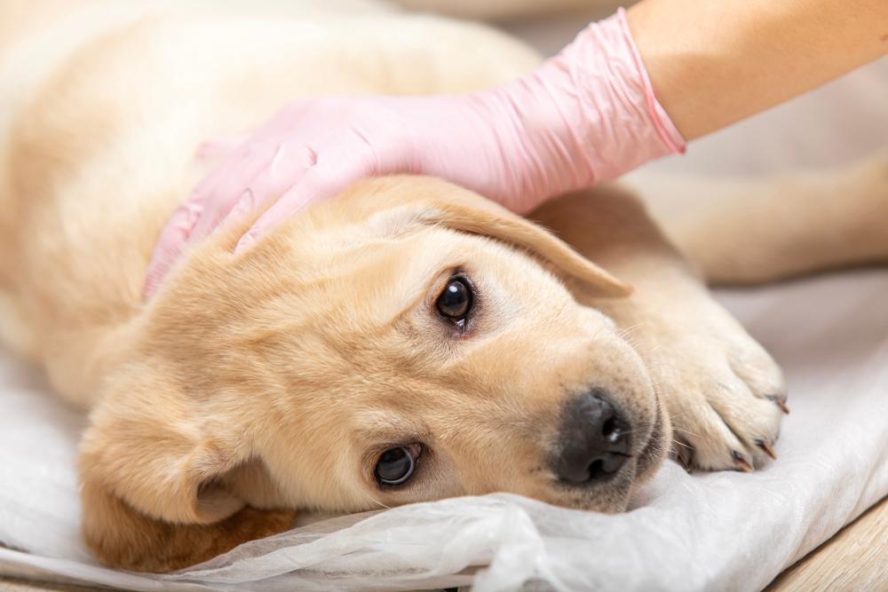 labrador retriever puppy getting vaccinated