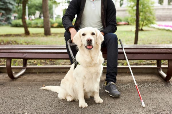 man sitting on outdoor bench with his guide dog