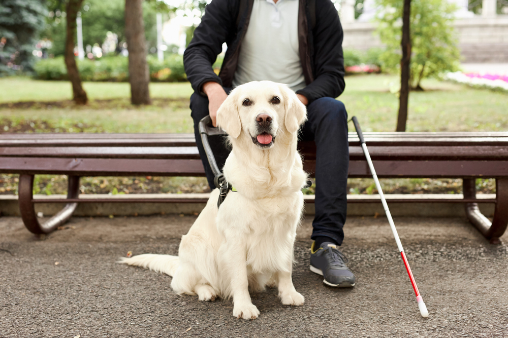 man sitting on outdoor bench with his guide dog