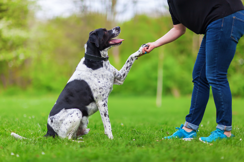 mixed breed dog giving paw to the woman