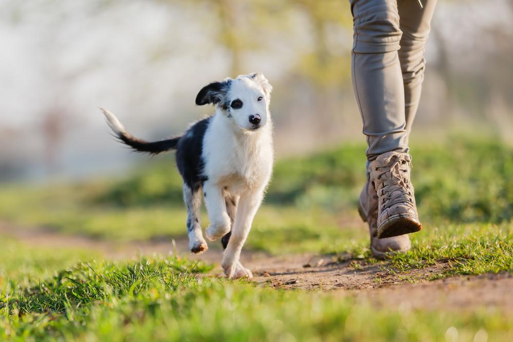 mixed breed puppy running with owner outdoor