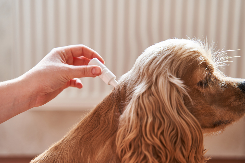 owner applying itch treatment to dog