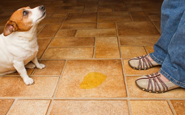 pee in between jack russell terrier dog and woman's feet