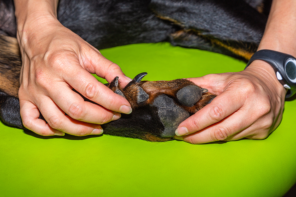 person showing double dewclaw of a dog