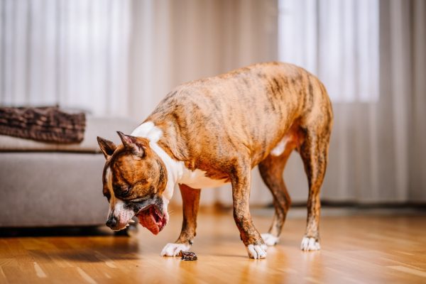 pitbull dog throwing up