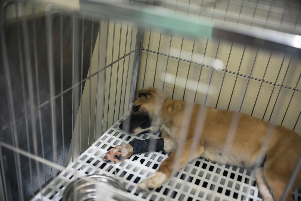 puppy lies on the cage with an IV line inserted into his front leg due to Canine parvovirus