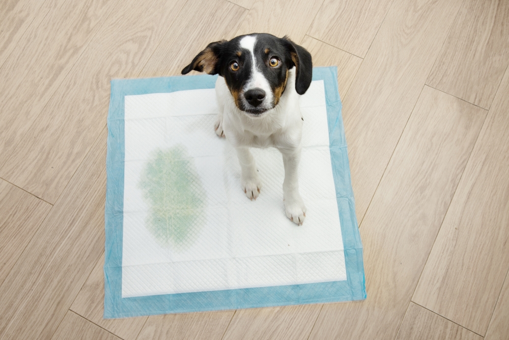 puppy sitting on training pad